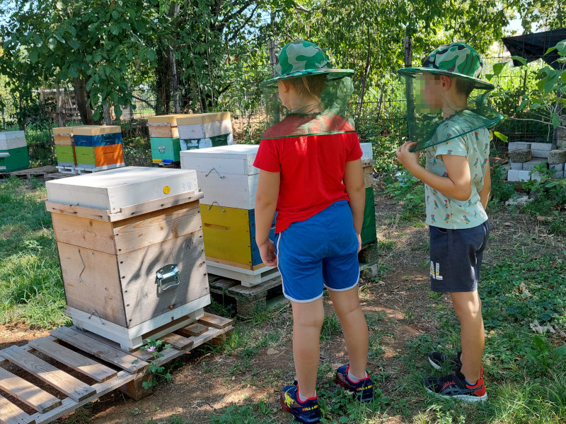 Piccoli apicoltori crescono